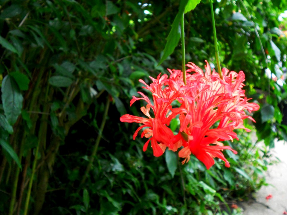 The Eden Project