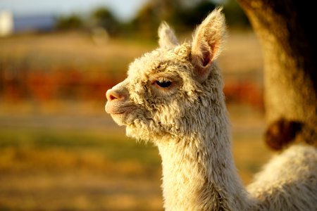 Happy Paca
