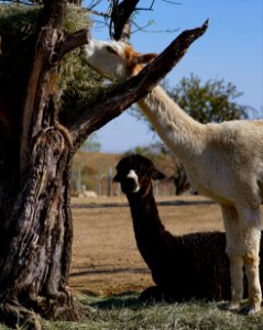 Hanging out at the hay tree