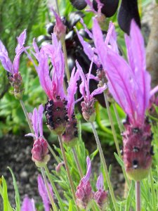 Outdoor biome