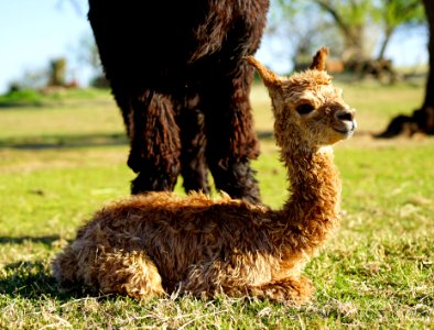Day 1: Mom guarding