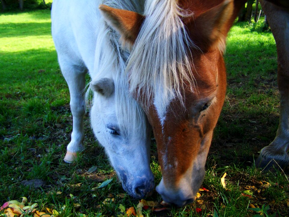 White horse animal pony