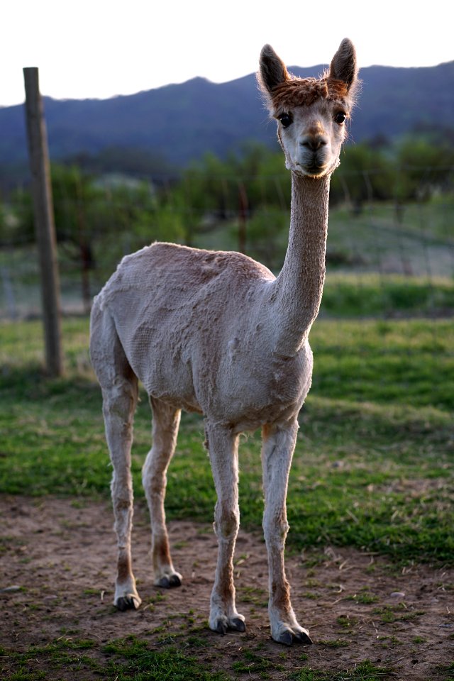 Shearing day: What just happened?!