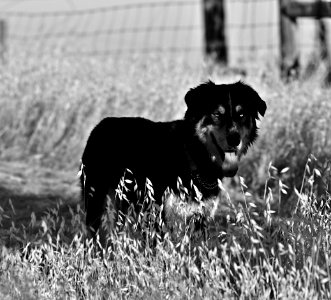 Good Dog in the Shade