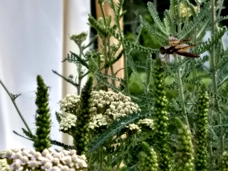 ins dragonfly on flowers