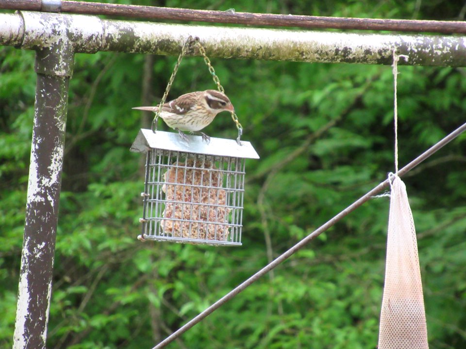 rose-breasted grosbeak female