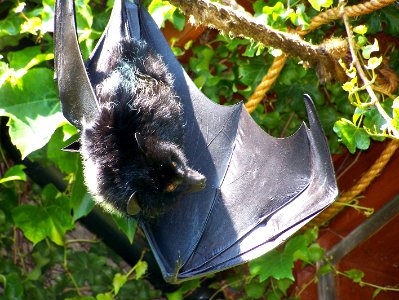 Bristol Zoo fruit bat