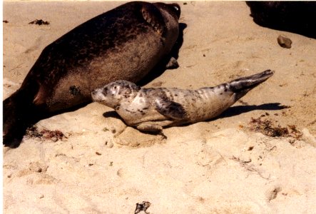 fauna seal and pup photo