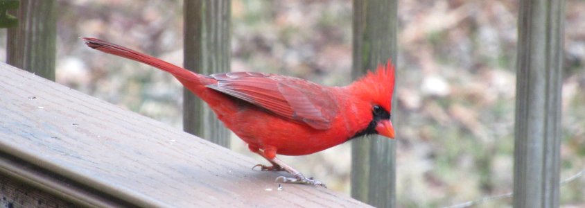 Cardinal in Profile