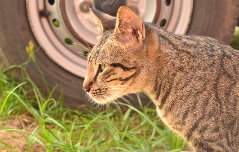 Pet domestic cute photo