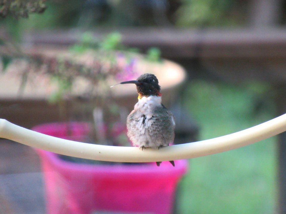 Hummingbird Tongue