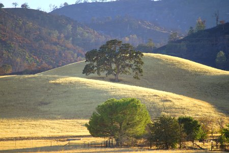 Oak in Capay Valley photo