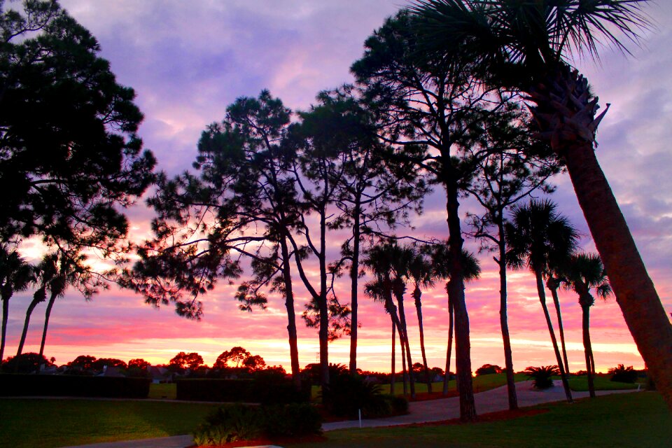 Pines evening twilight