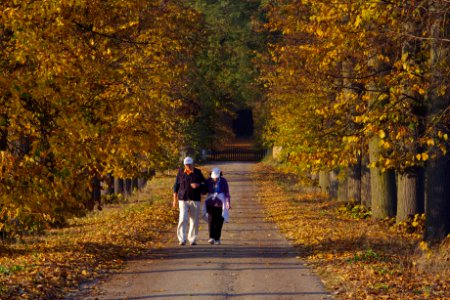 Viale nei colori dell'autunno photo