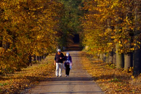 Viale nei colori dell'autunno