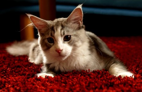 Maincoon Kitten Whisky photo