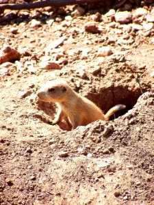 Bristol Zoo prairie dog