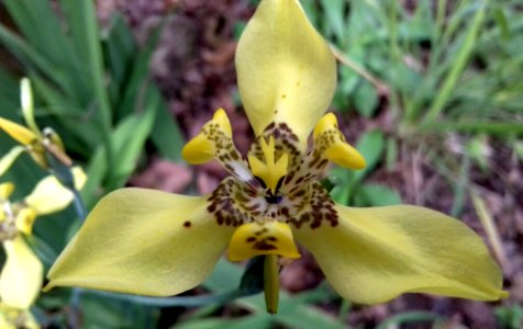 Iris Amarela