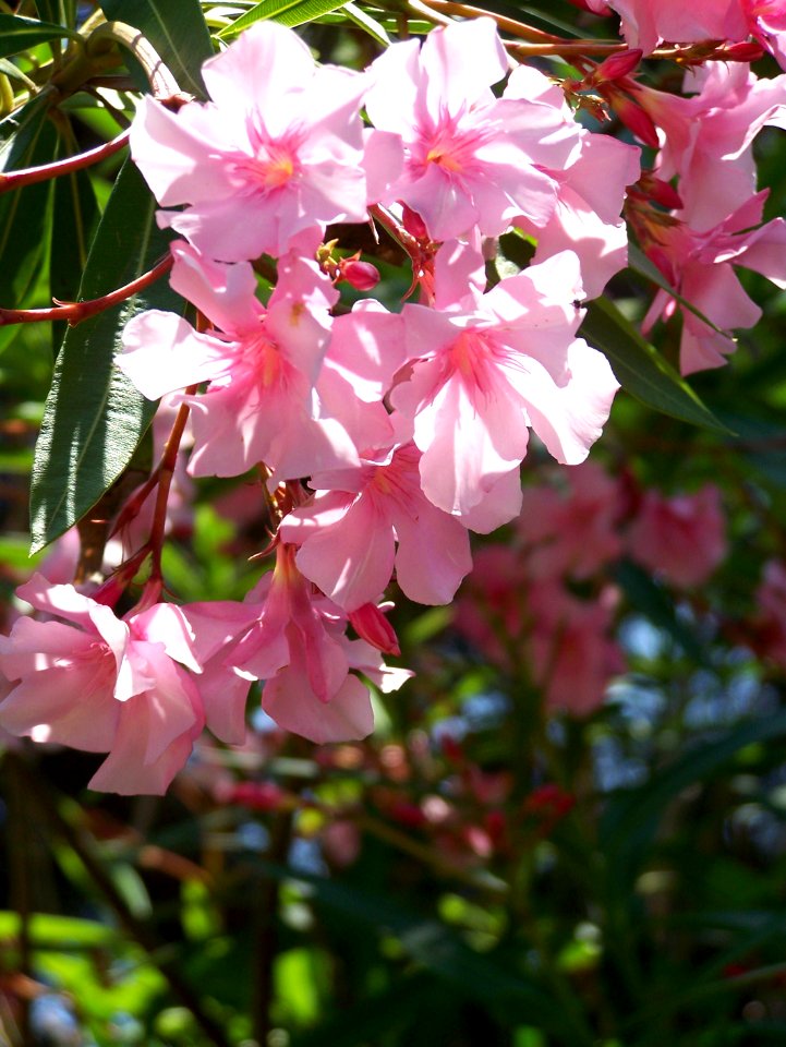 Flowers on Isle St Honorat