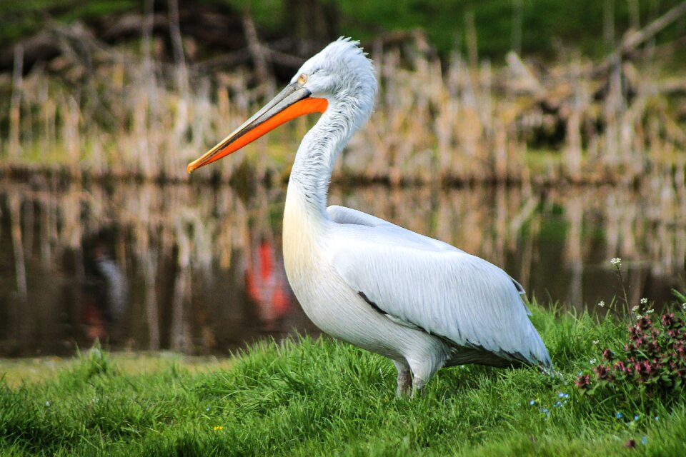 Animal állatportré water