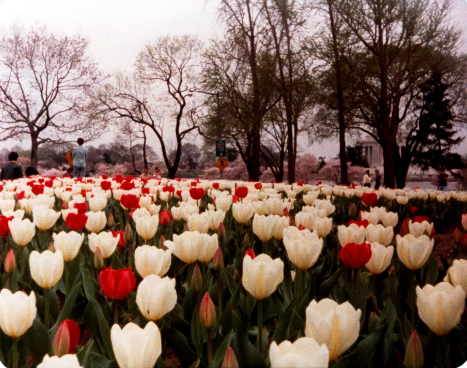 misc cherry blossom fest in DC