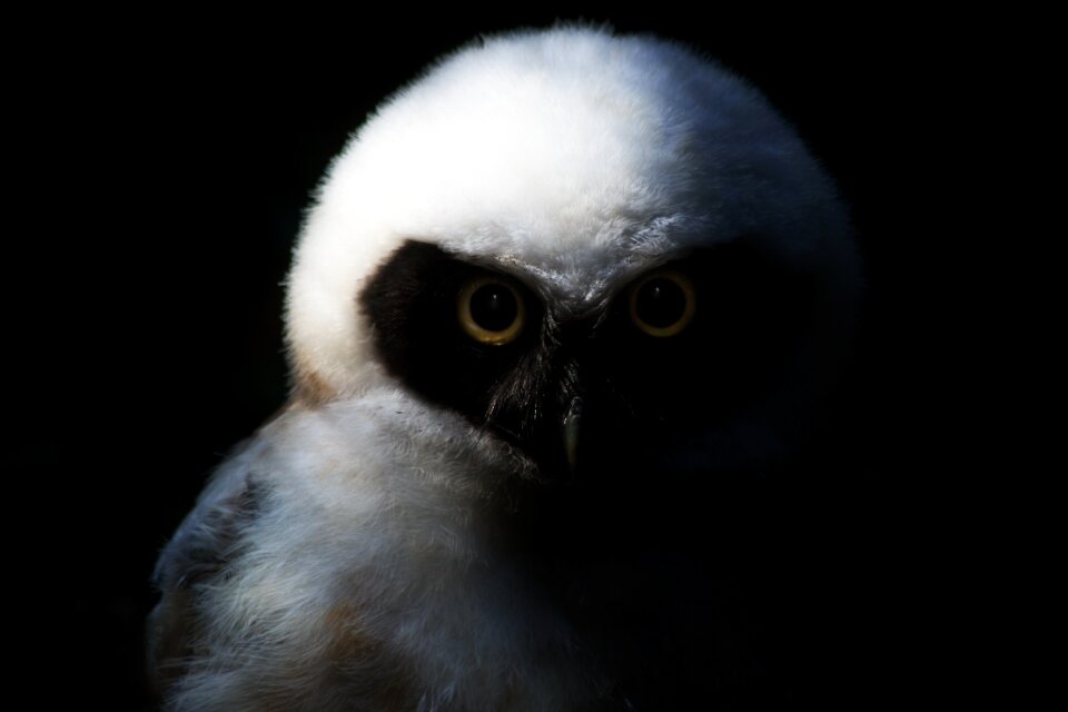 Feather plumage eagle owl