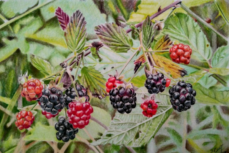 2017 August Art Challenge: Blackberries