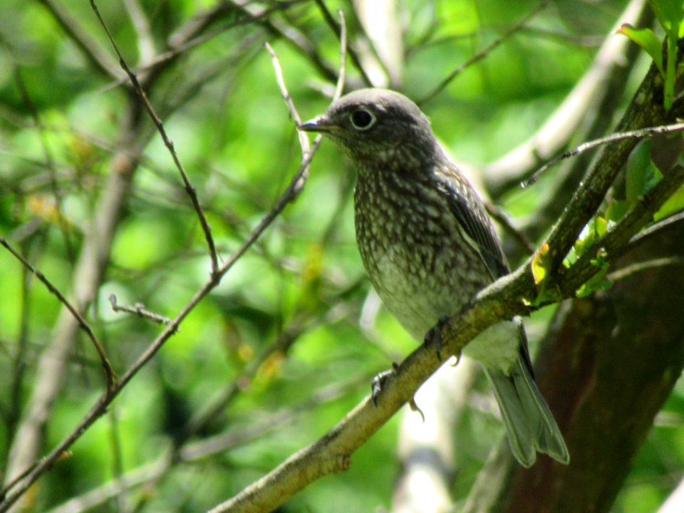 juvenile bluebird3