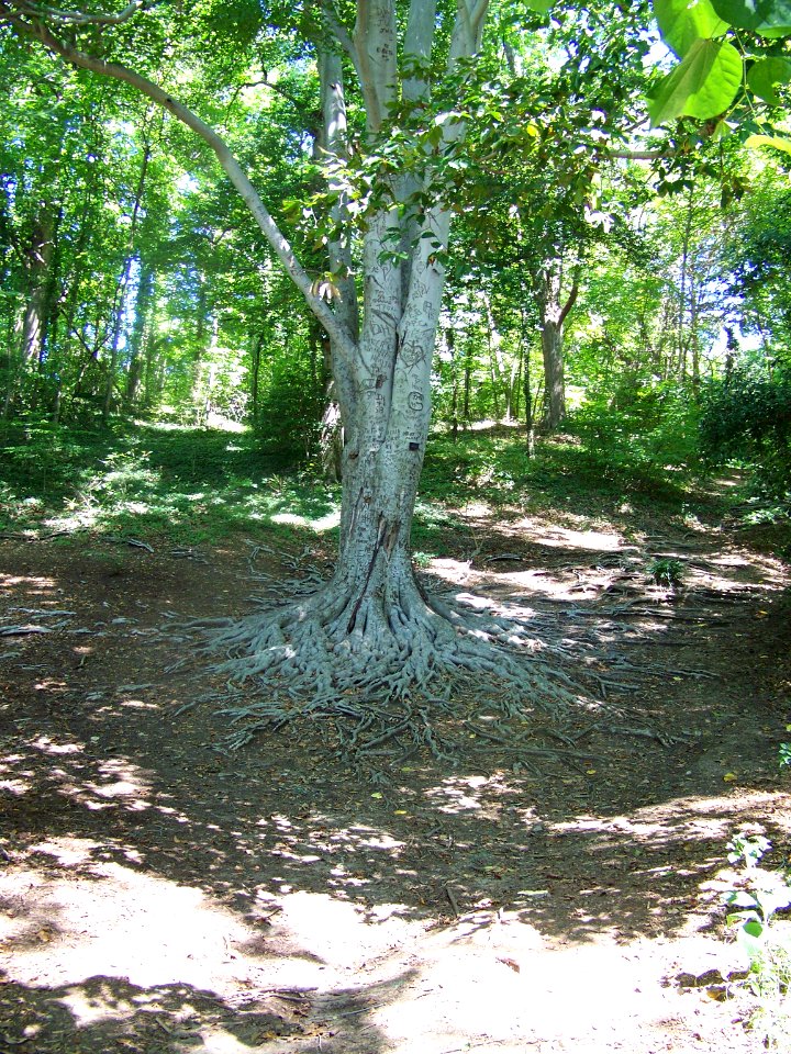 may old carved tree photo