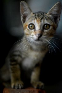 kitten photo