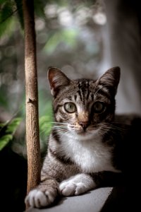 cat photo
