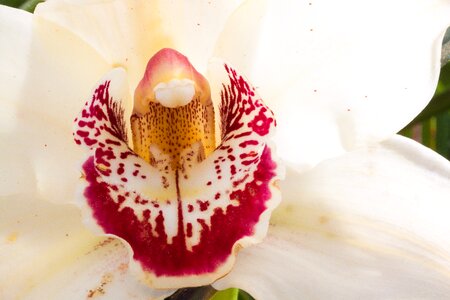 Cymbidium orchid orchidaceae