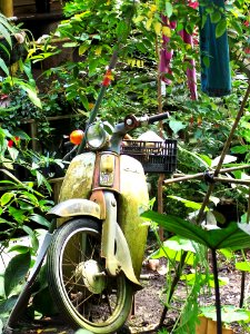 Eden Project rainforest