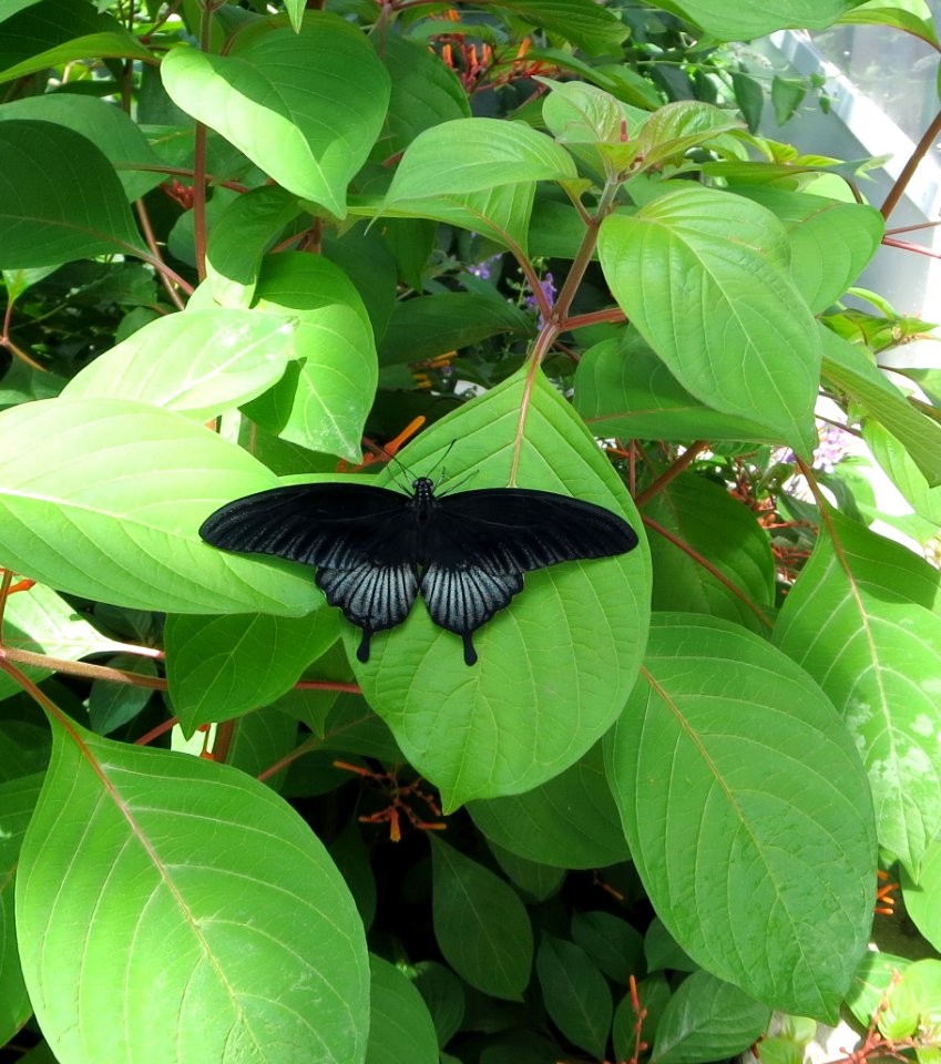 lg b variable swallowtail 2
