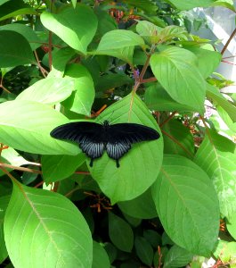 lg b variable swallowtail 2