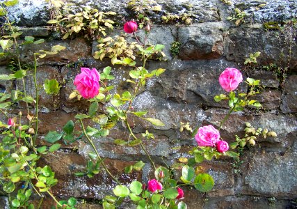 flora climbing roses photo