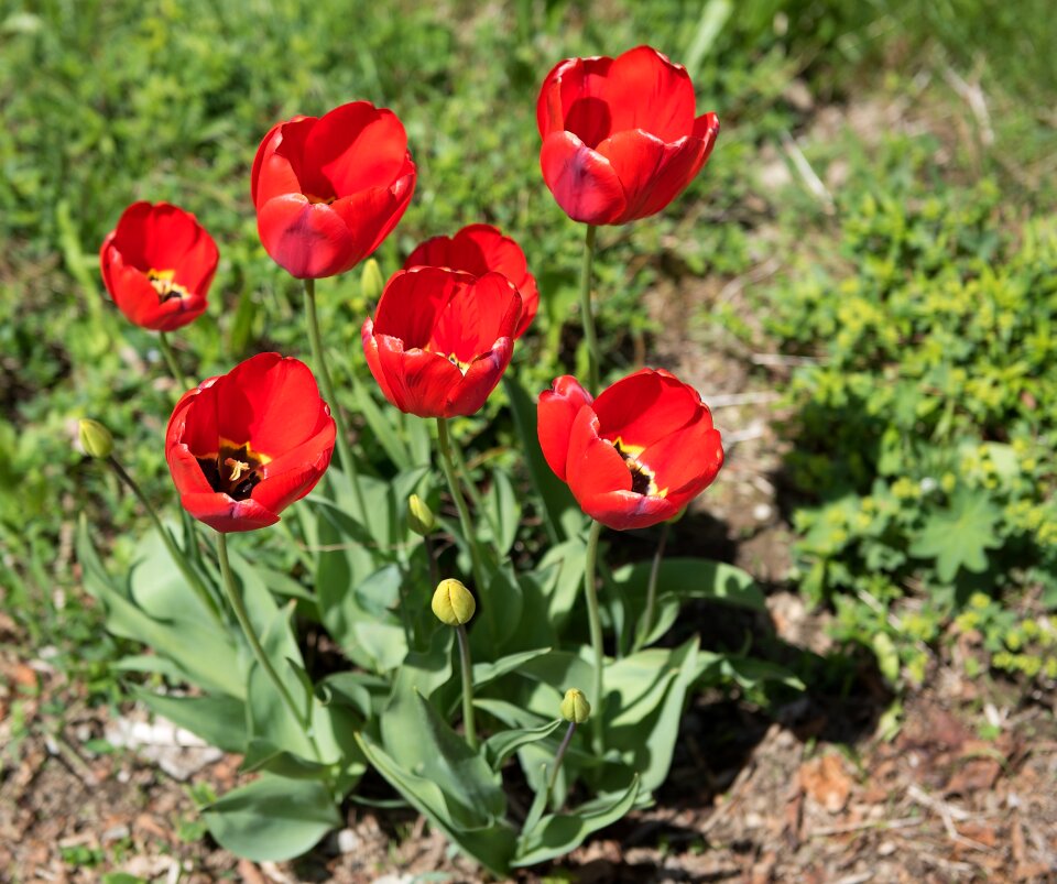 Plant garden spring