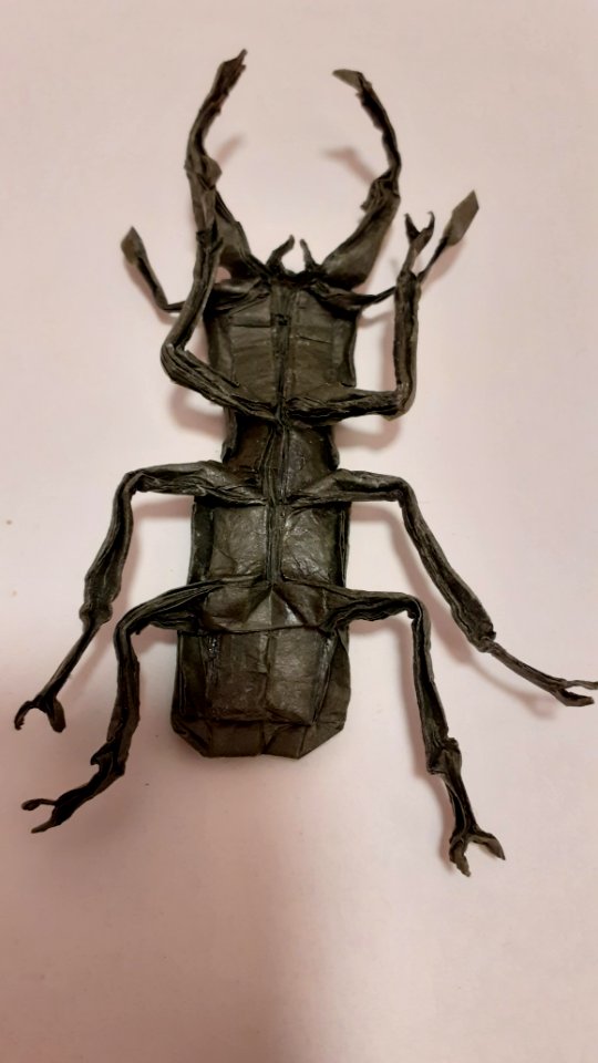 origami stag beetle underside - Free photos on creazilla.com