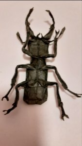 origami stag beetle underside photo