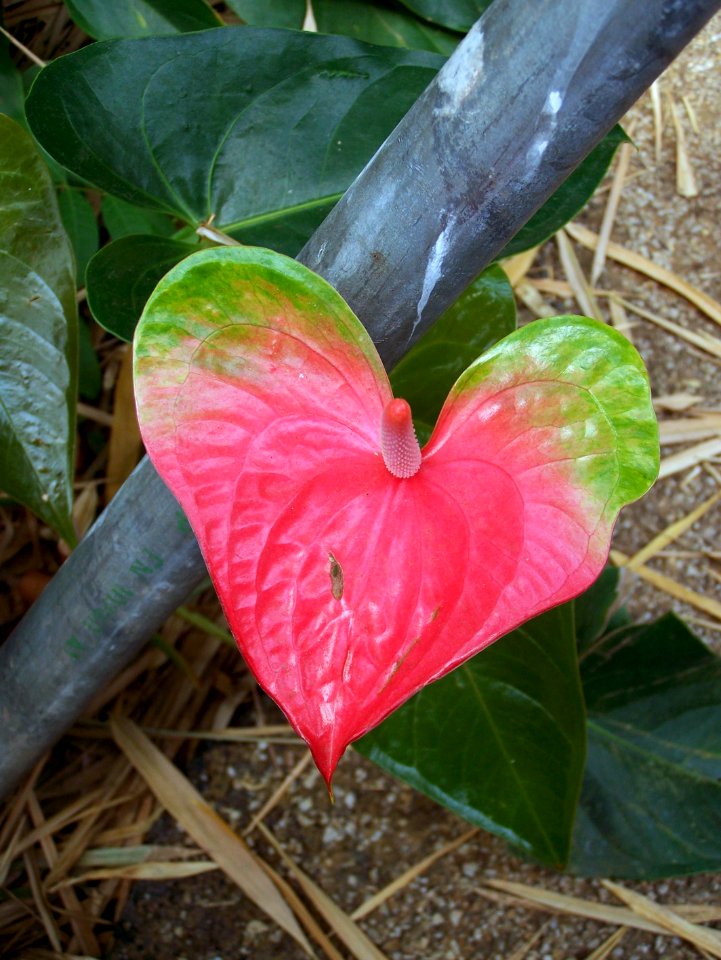 Eden Project mediterranean