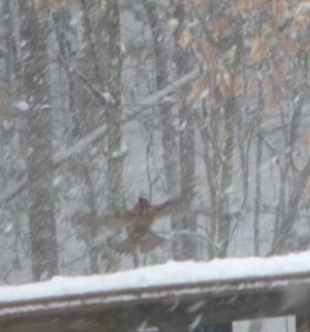 bird cardinal ghostly bird