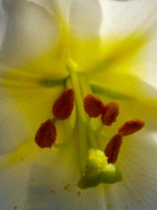 Eden Project 2018 photo