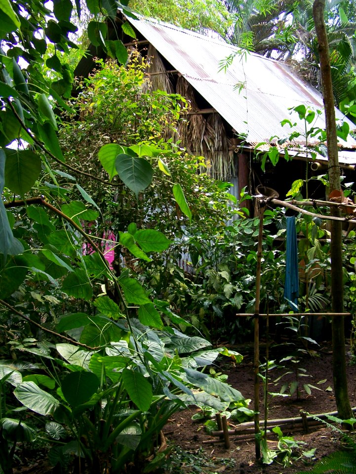 Eden Project rainforest