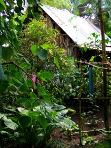 Eden Project rainforest