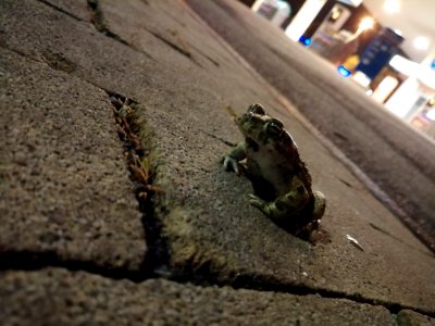 Pelophylax esculentus