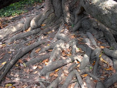 may old tree roots photo