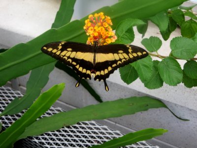 lg b thoas swallowtail photo