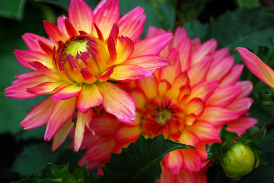 Bloom plant flower