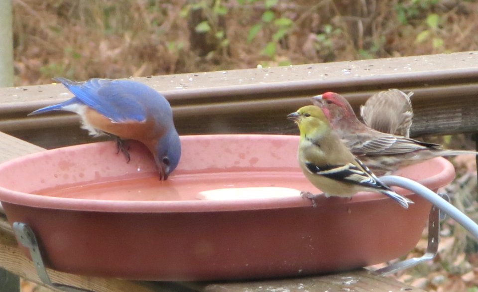 Colorful Birds at Bath photo