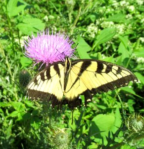 ins yellow swallowtail2